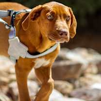 Thumbnail photo of Bibi - Otis #2