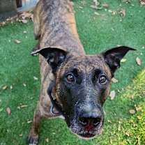 Thumbnail photo of Trigger #3