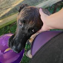 Thumbnail photo of Trigger #4