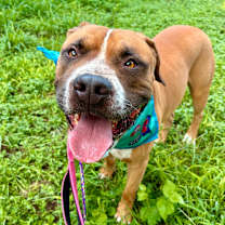 Thumbnail photo of Thor #4