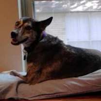 Thumbnail photo of Iris VI #4