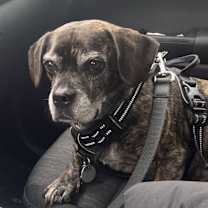 Thumbnail photo of Rocky #1