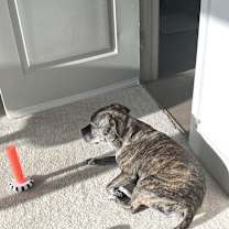 Thumbnail photo of Rocky #4