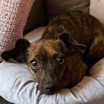 Thumbnail photo of Bruno #2