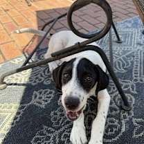 Thumbnail photo of Nickels #1