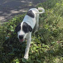 Thumbnail photo of Nickels #2