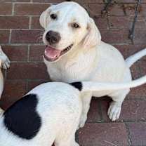 Thumbnail photo of Nigel #1