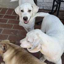 Thumbnail photo of Nigel #2