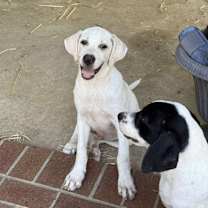 Thumbnail photo of Nigel #3