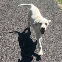 Thumbnail photo of Nigel #4