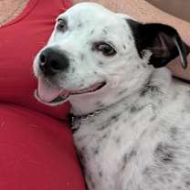 Thumbnail photo of Tuck Tuck #4