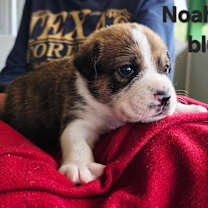 Thumbnail photo of Noah JuM/AL #2