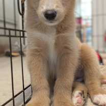 Thumbnail photo of 4th of July puppies #2