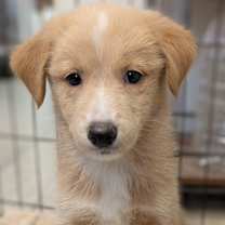 Thumbnail photo of 4th of July puppies #3