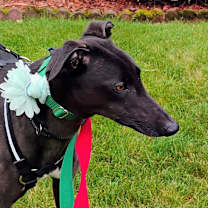 Thumbnail photo of Patty #1