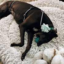 Thumbnail photo of Patty #2