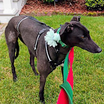 Thumbnail photo of Patty #3