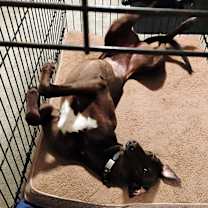 Thumbnail photo of Patty #4