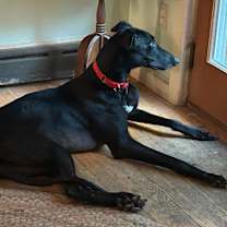 Thumbnail photo of Reggie #1