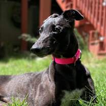 Thumbnail photo of Becks #1