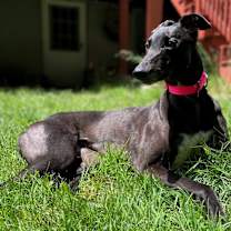 Thumbnail photo of Becks #2