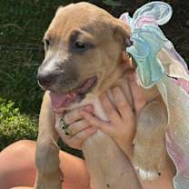 Thumbnail photo of TINKERBELL #2