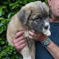 Thumbnail photo of ROBIN #2