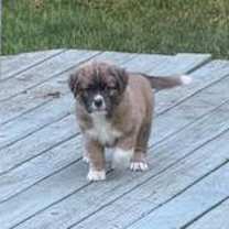 Thumbnail photo of ROBIN #3