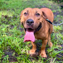 Thumbnail photo of Liverwurst #1