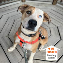 Thumbnail photo of Chili #1