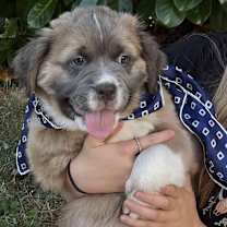 Thumbnail photo of ROBIN #2