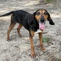 Thumbnail photo of Serena [Foster Home] #2