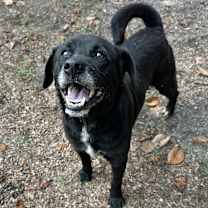 Thumbnail photo of Alfredo [Foster Home] #1