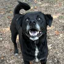 Thumbnail photo of Alfredo [Foster Home] #2