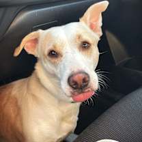 adopt-pet