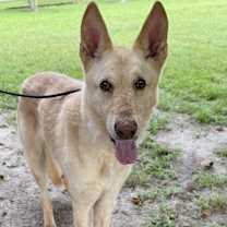 Thumbnail photo of Abraham [Adoption Trial] #1