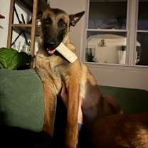 Thumbnail photo of Katara #3