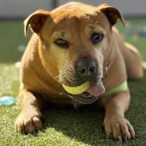 Thumbnail photo of Mullet #1