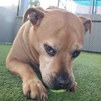 Thumbnail photo of Mullet #2