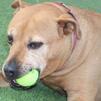 Thumbnail photo of Mullet #3