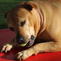 Thumbnail photo of Mullet #4