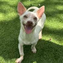 adopt-pet