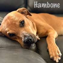 Thumbnail photo of Hambone #3