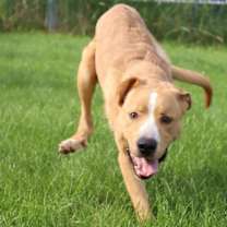 Thumbnail photo of Emmett #1