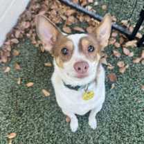 adopt-pet