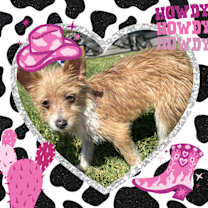 Thumbnail photo of Bella (4 lbs) #4