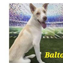 Thumbnail photo of Balto PKA Roy #2