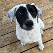 Thumbnail photo of Banjo #1