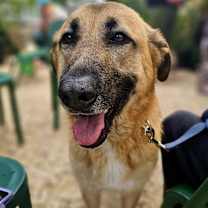 Thumbnail photo of Zamora #1