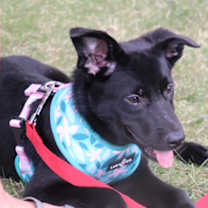 Thumbnail photo of Quinn #1